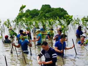 mangrove-1